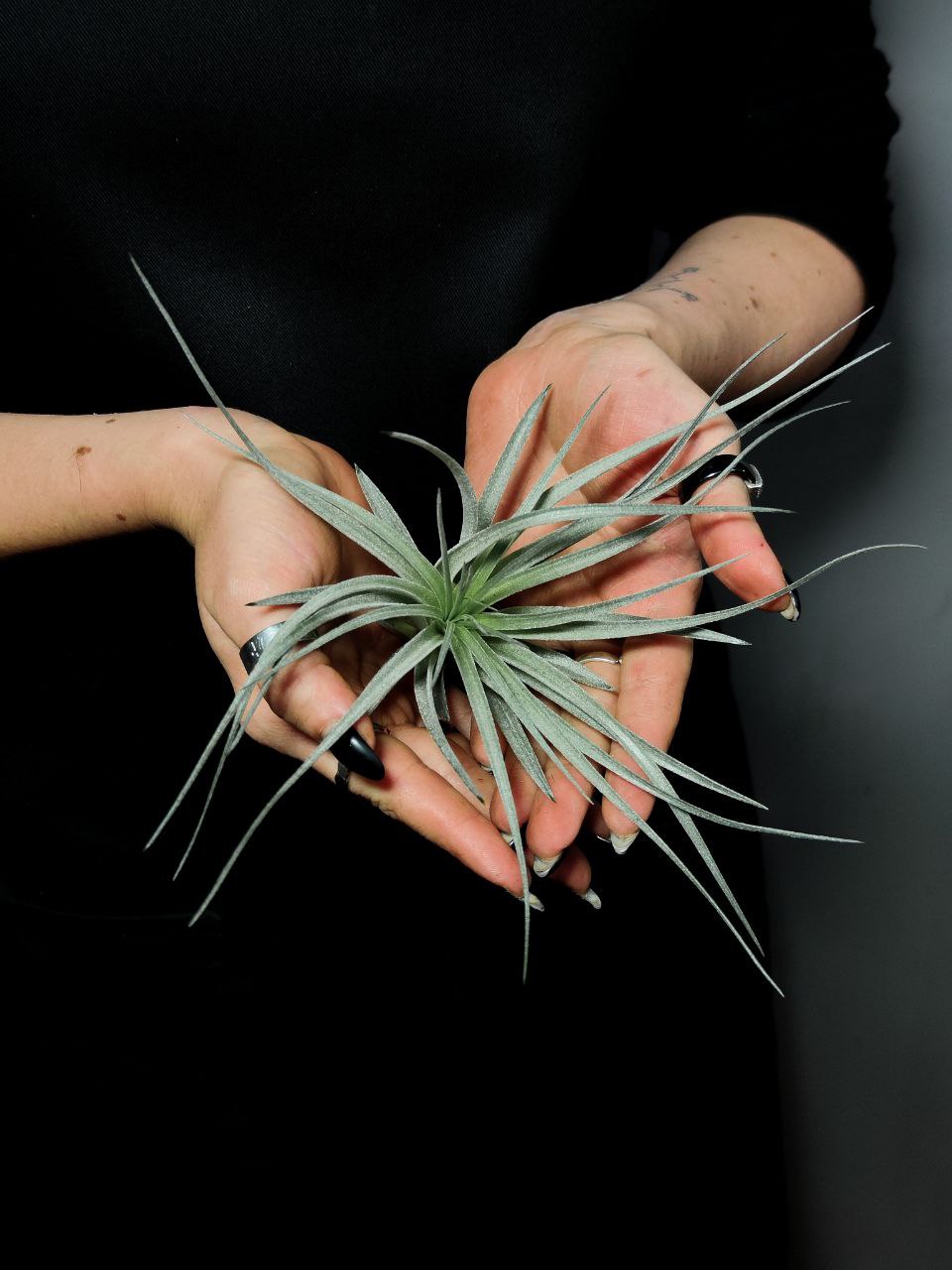 Тилландсия  Сильвер (Tillandsia Silver)