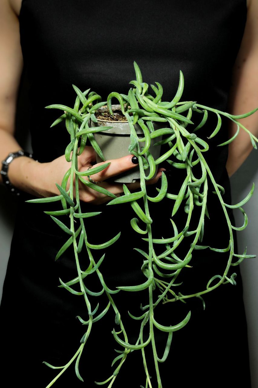 Крестовник "Рыболовные Крючки" (Senecio String of Fishhooks) D8,5см