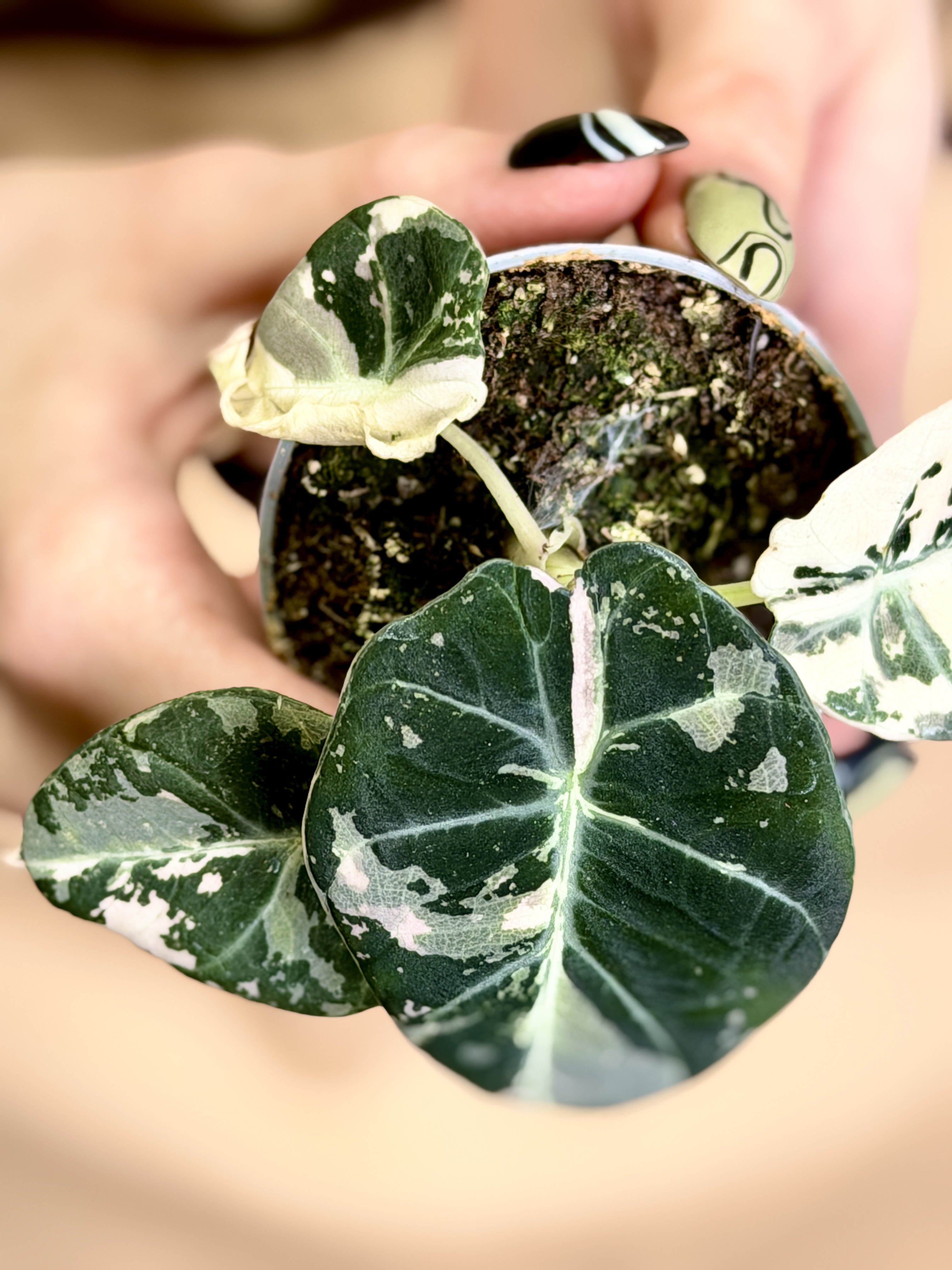 Алоказия Блэк Вельвет Пинк Вариегатная (Alocasia Black Velvet Pink Albo Variegated) D6см