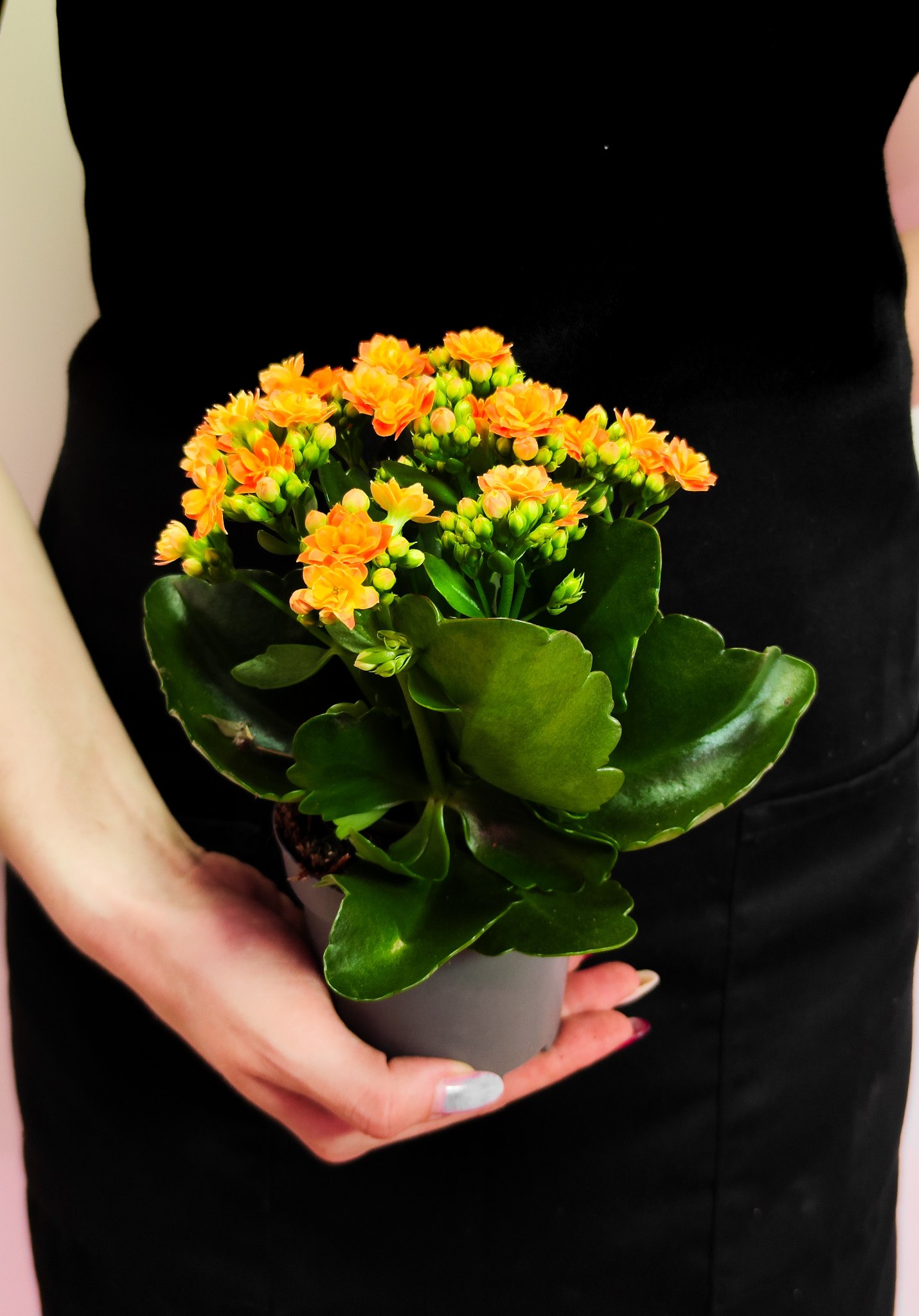 Каланхоэ Розалина Персиковая (Kalanchoe Rosalina Orange) D9см
