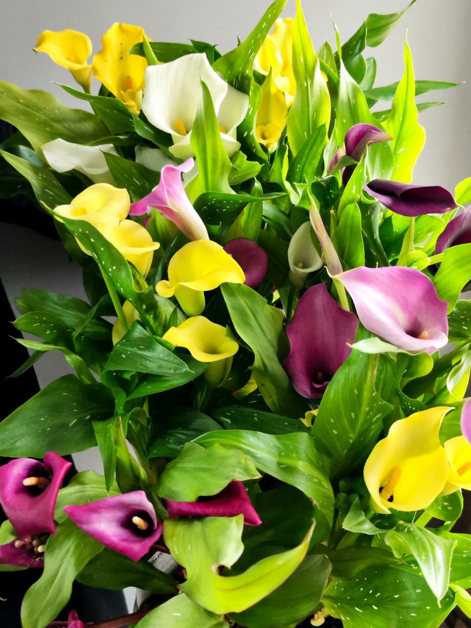 Зантедеския Фиолетоая (Zantedeschia Purple) D12см