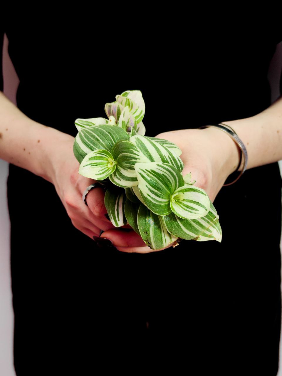 Традесканция Белоцветковая Брайтнесс (Tradescantia Brightness) D5см