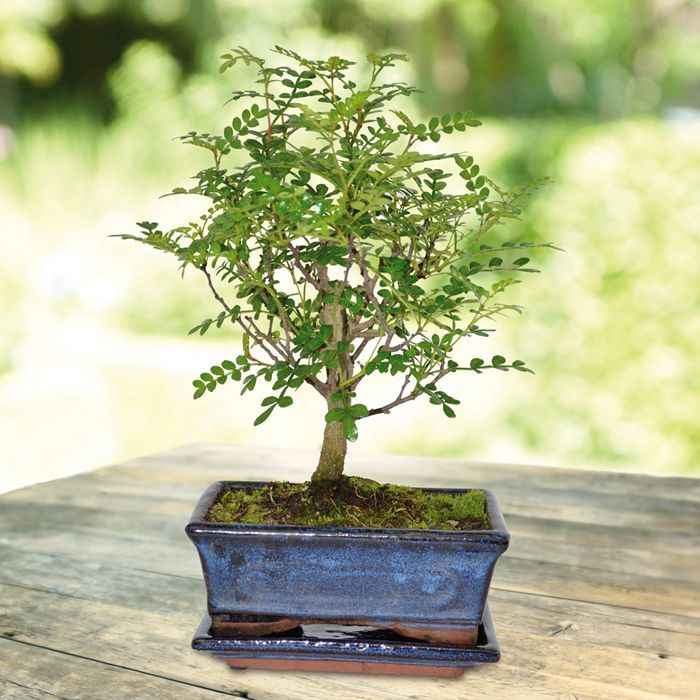 Бонсай Зантоксилум, Желтодревесник Прямой (Bonsai Zanthoxylum)