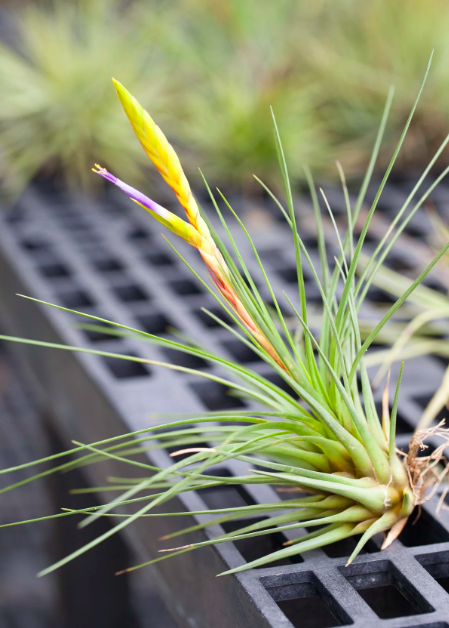 Тилландсия Меланократер Грин (Tillandsia Melanocrater Green)