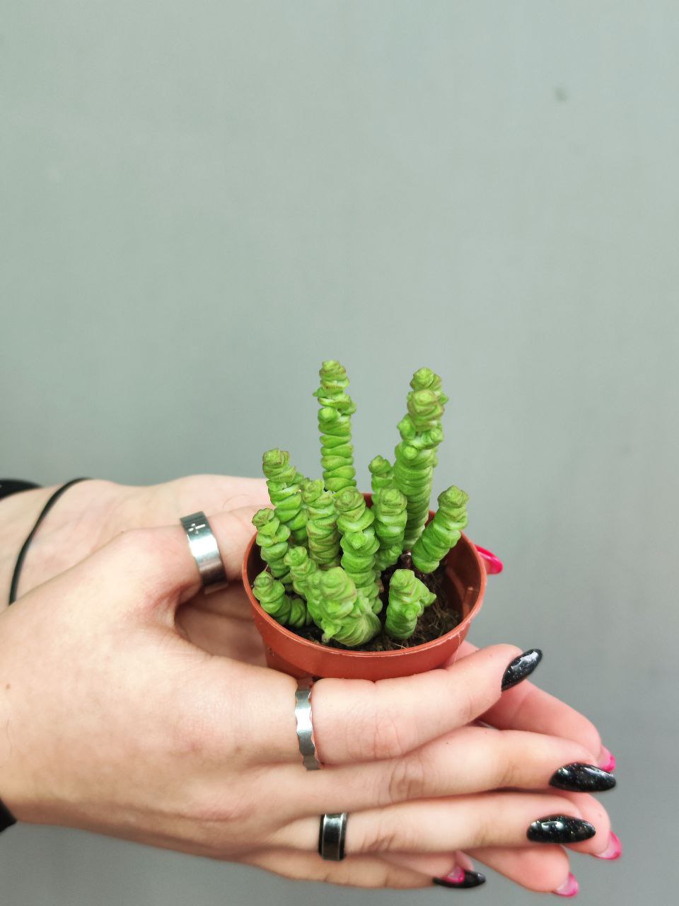 Крассула Марниериана Мини (Crassula Marneriana Mini) D5см