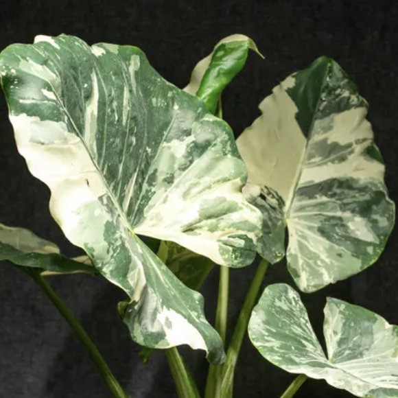 Алоказия Макрориза Вариегатная (Alocasia Macrorrhiza Variegata) D9см
