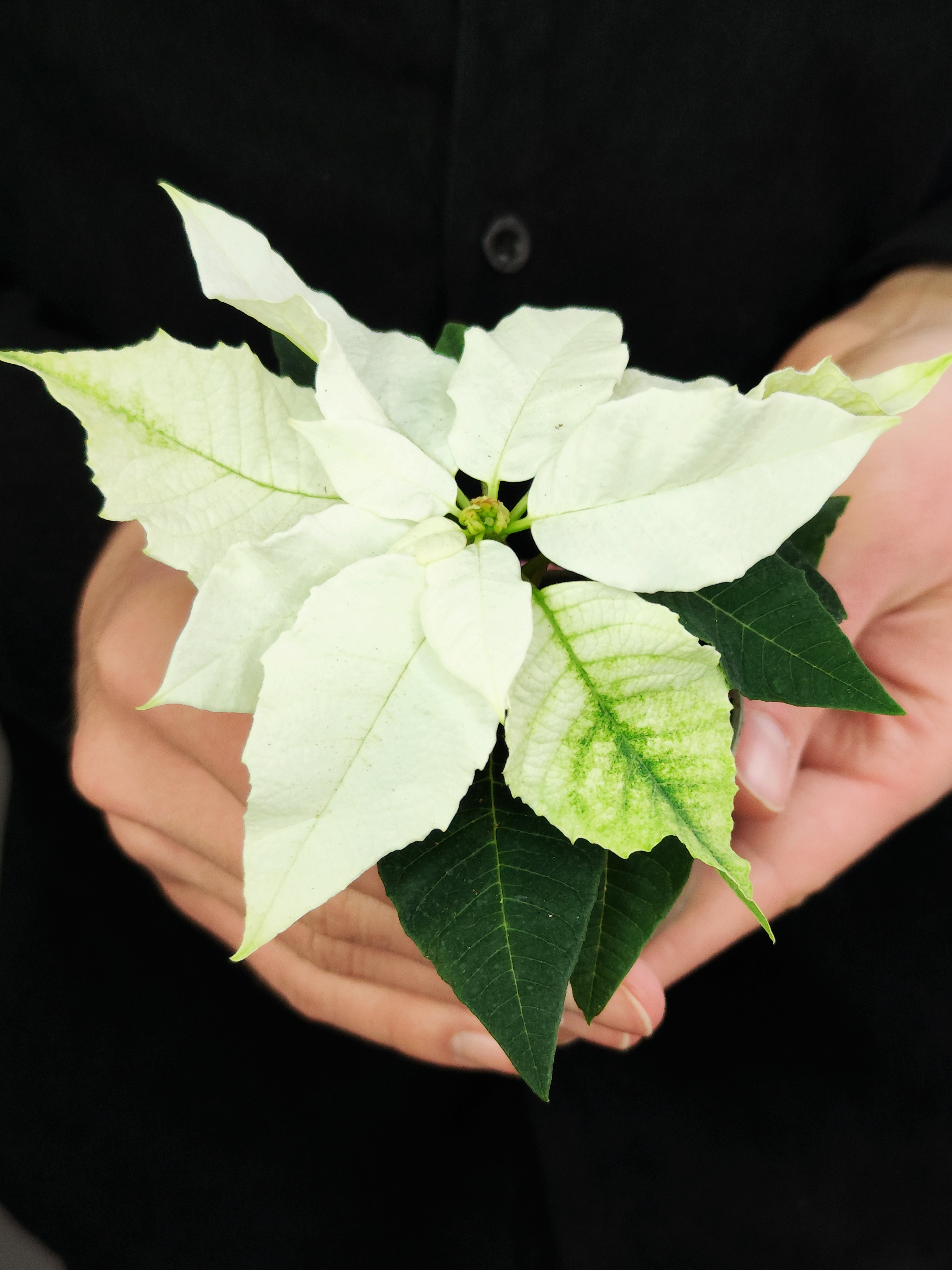 Пуансеттия Белая (Poinsettia White) D6см