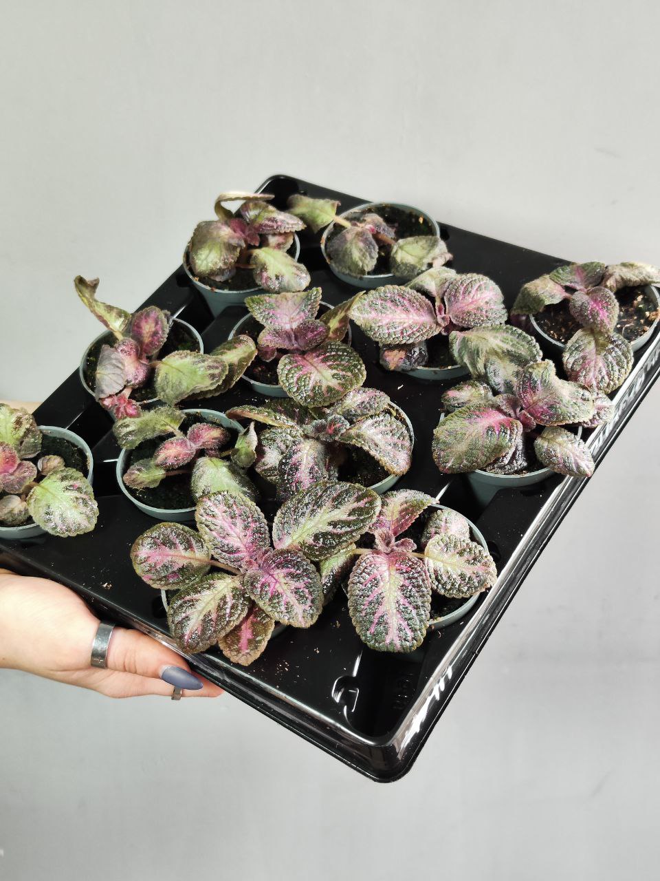 Эписция Розовый Кешью (Episcia Pink Acajou) D6см