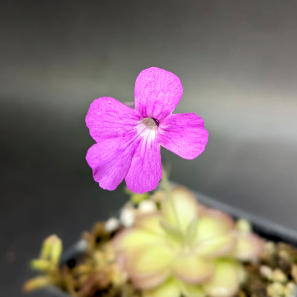Жирянка Циклосекта (Pinguicula Cyclosecta) D5см