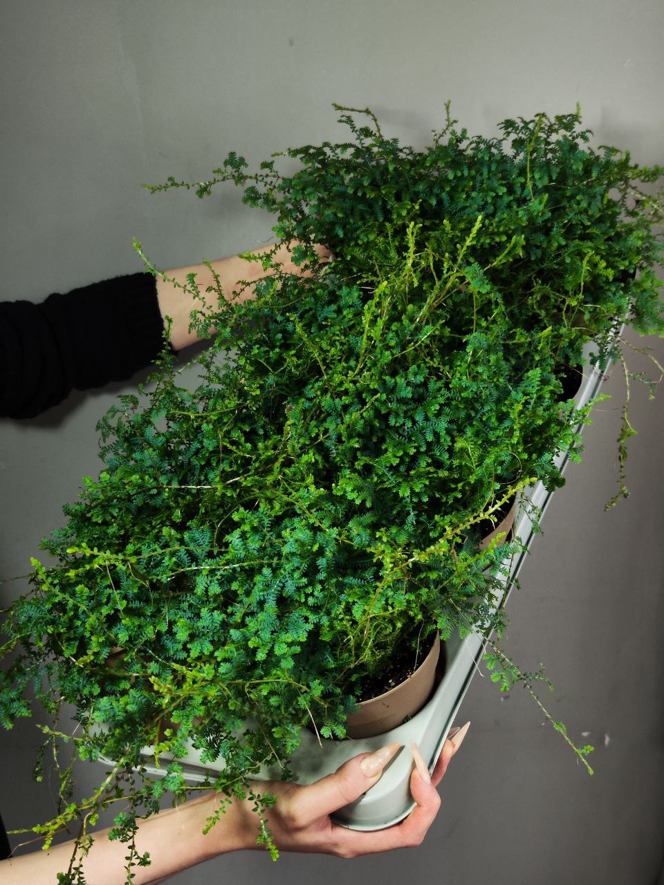 Селагинелла Пикок (Selaginella Peacock) D12см