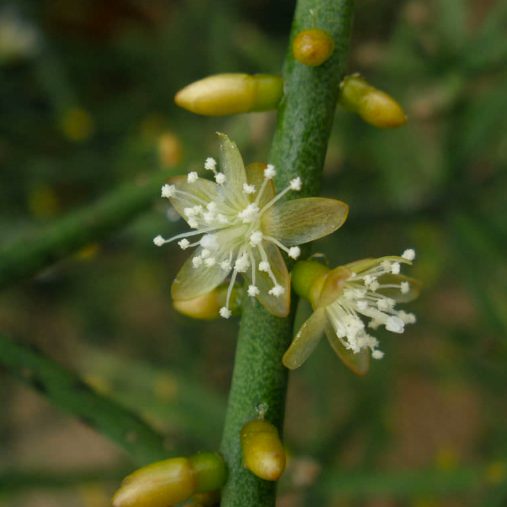 Рипсалис Гетероклада (Rhipsalis Heteroclada) D8,5см