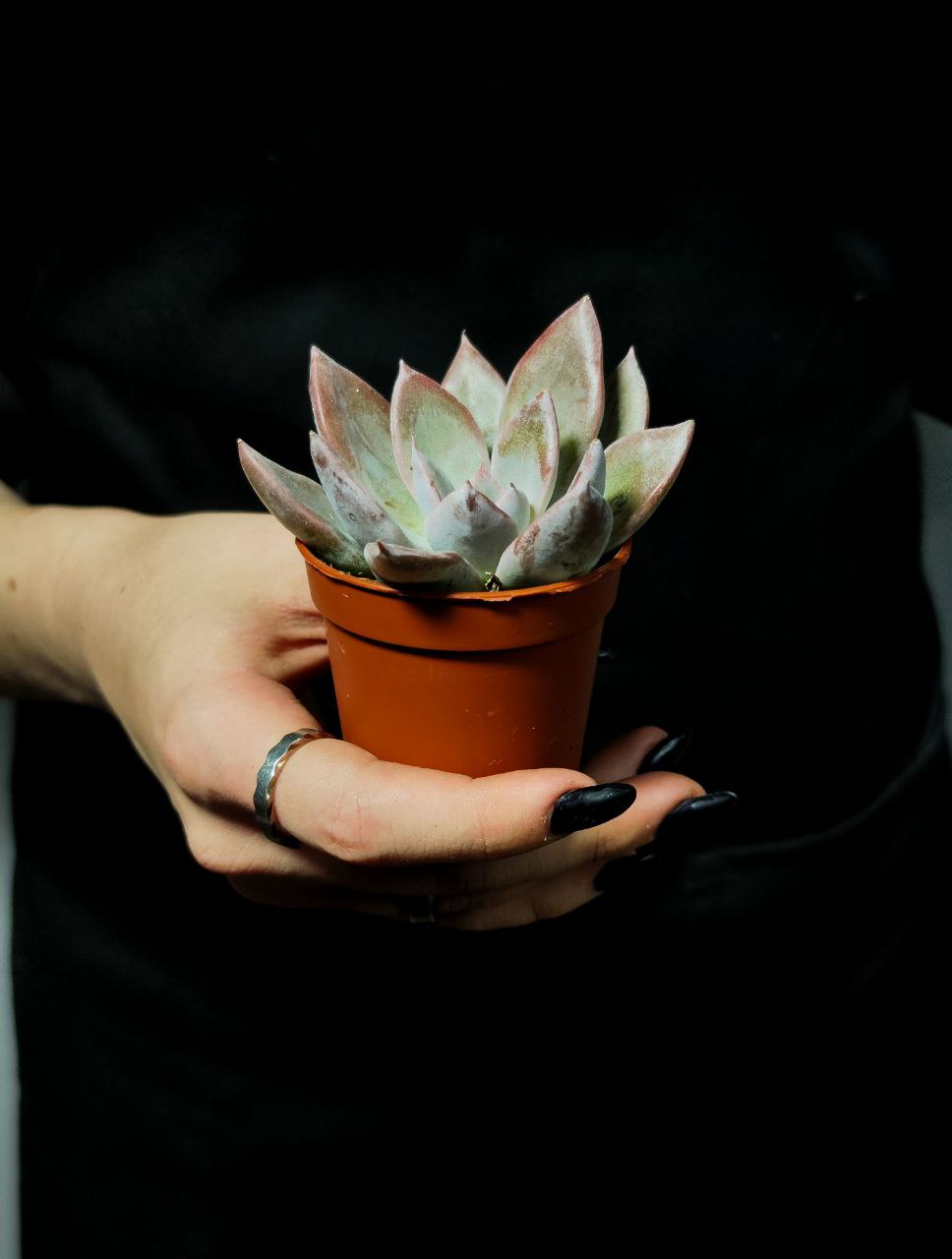 Эхеверия Сильвер Шайн (Echeveria Silver Shine) D5см