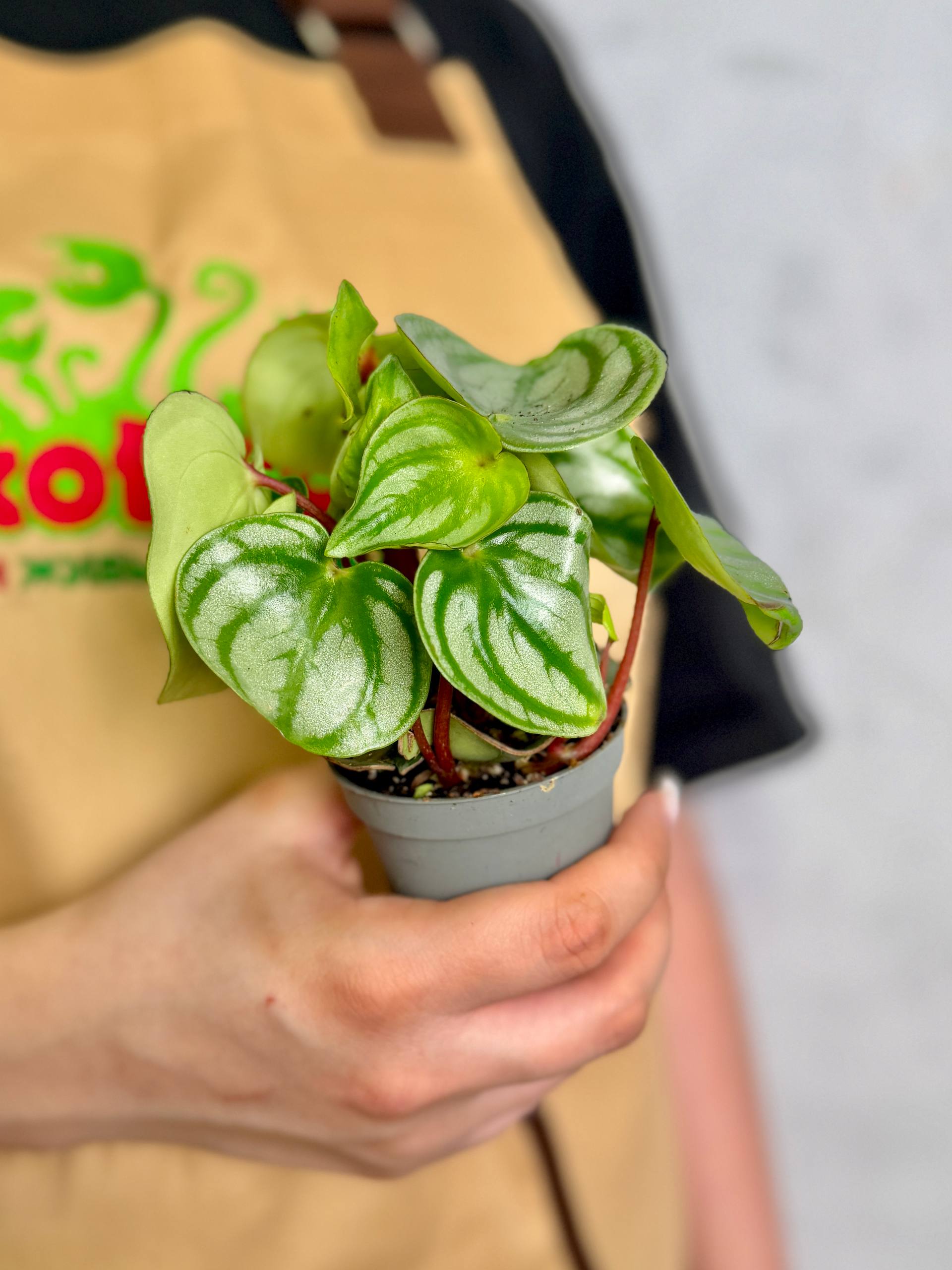 Пеперомия Арбузная (Peperomia Argyreia Watermelon) D6см