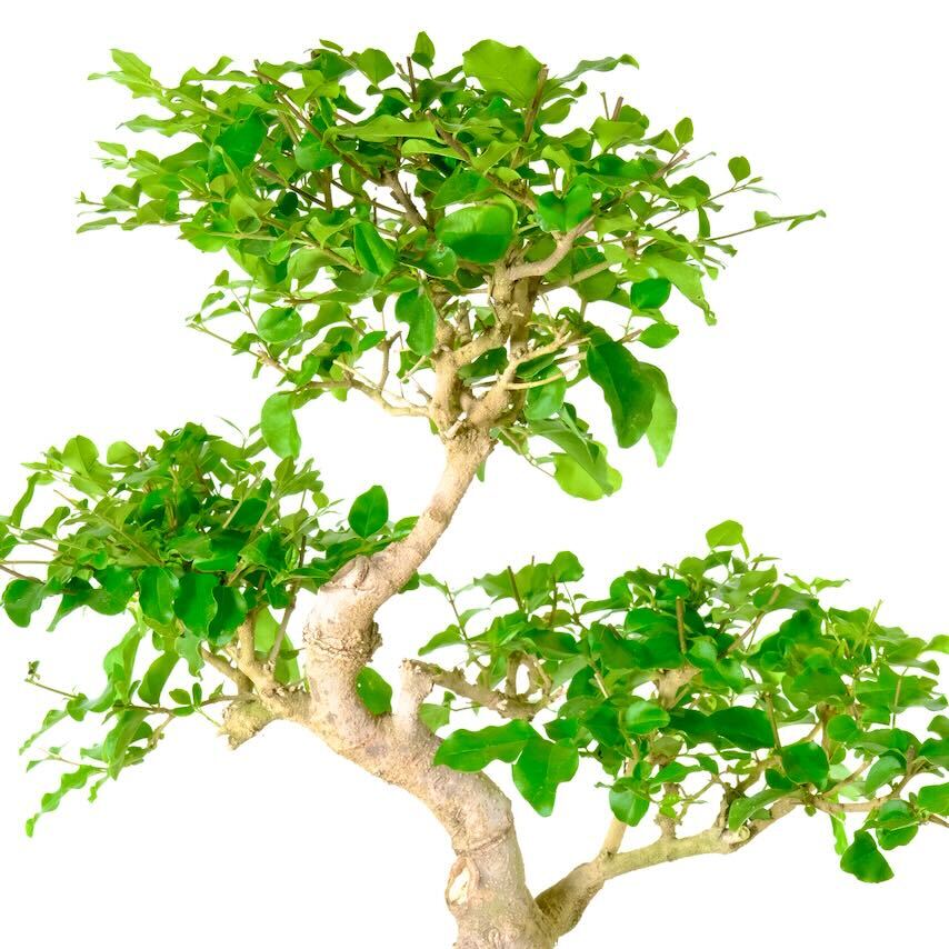 Бонсай Лигуструм (Bonsai Ligustrum) D20см