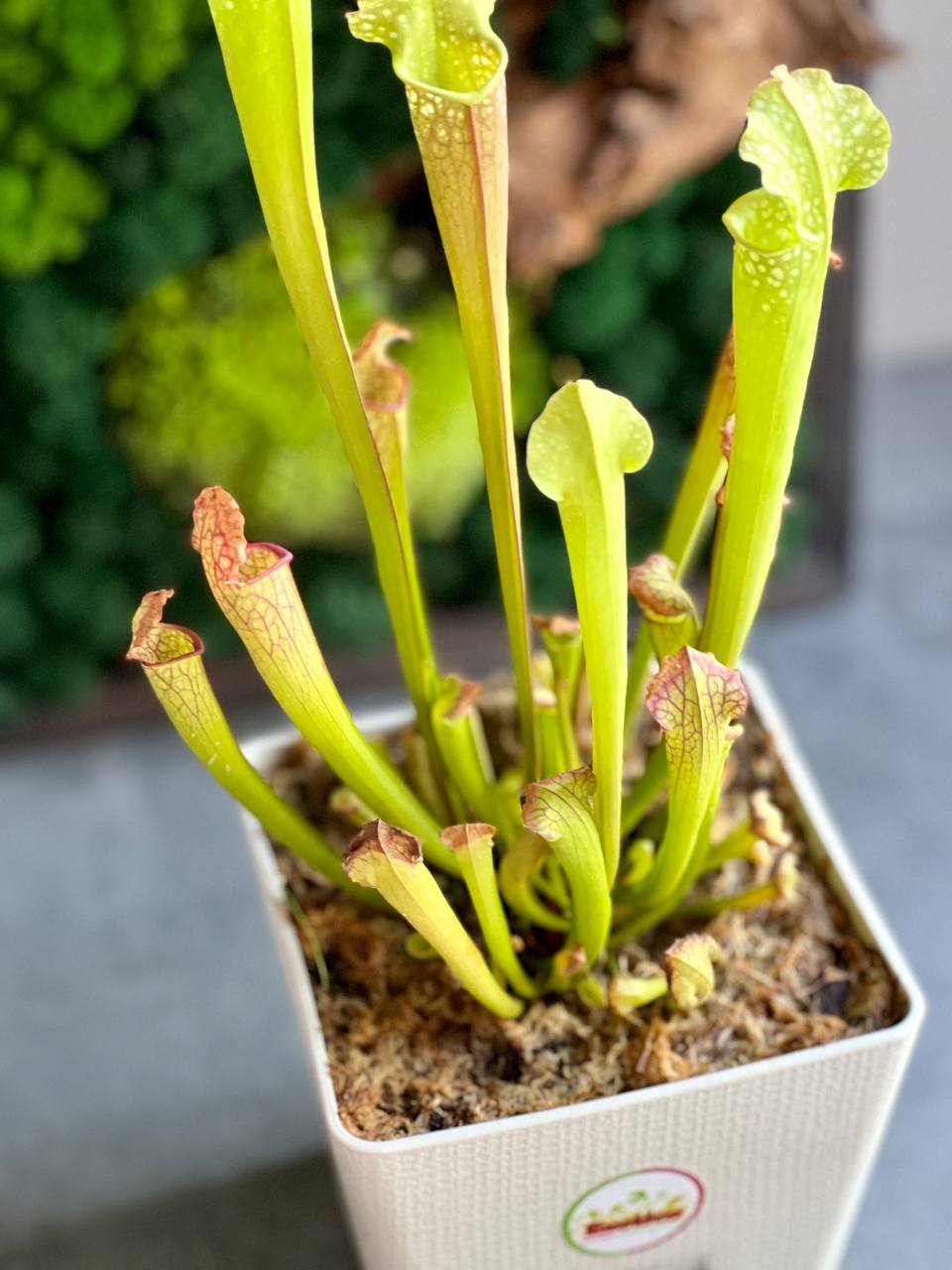Саррацения Лейкофилла Компакта (Sarracenia Leucophylla Compacta) D15см