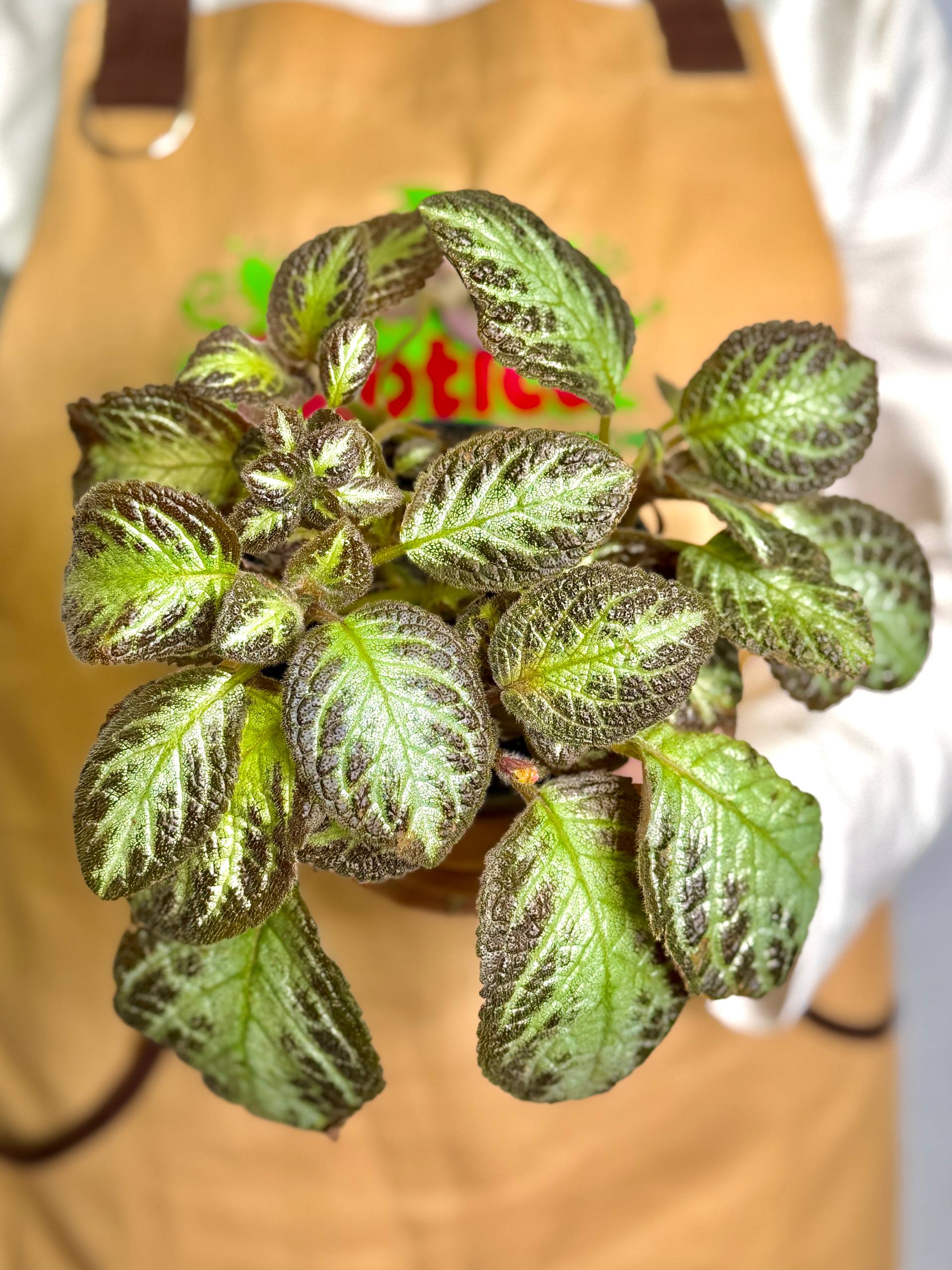 Эписция Серебряное Сияние (Episcia Silver Shield) D12см