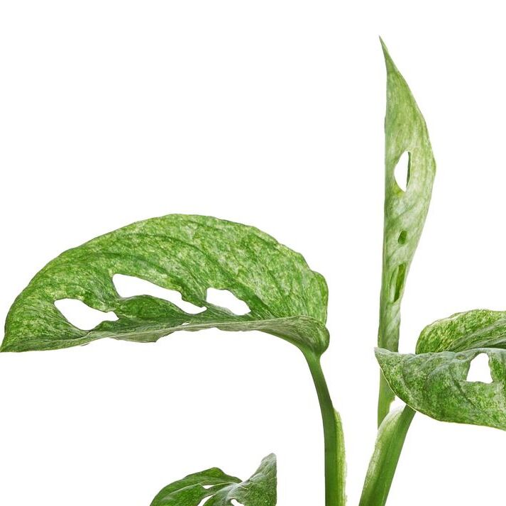Монстера Адансона Вариегатная Минт (Monstera Adansonii Mint Variegated) D12см