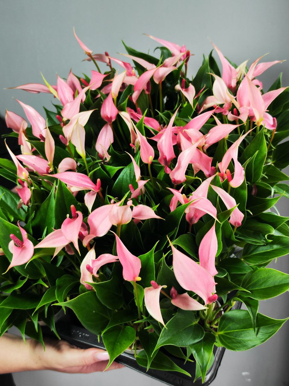 Антуриум Лилли (Anthurium Lilli) D7см