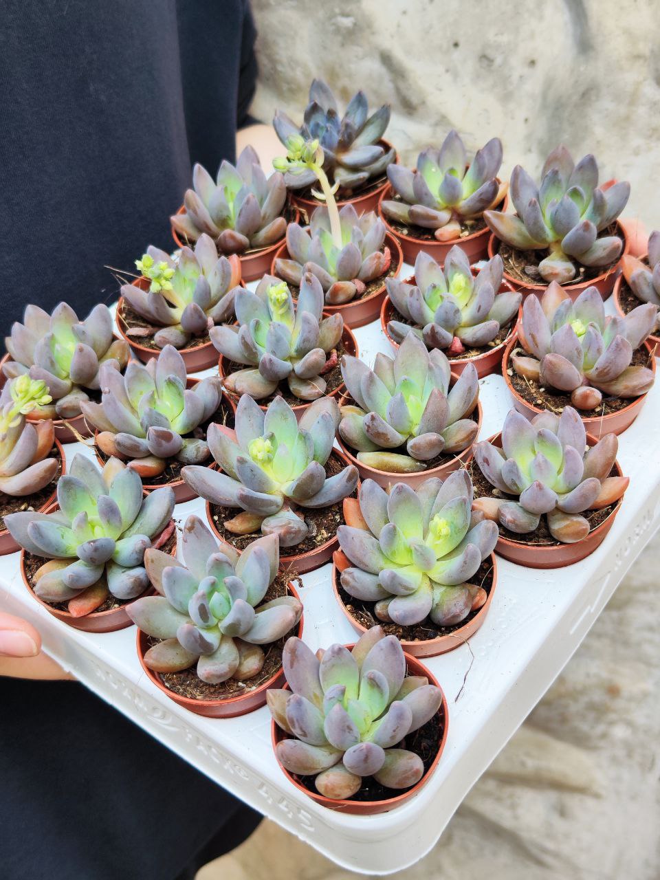 Пахифитум Брактеосум Фиткай (Pachyphytum Bracteosum Fitkai) D5см