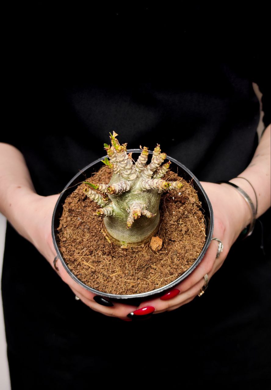 Адениум Ансу Баобаб (Adenium Ansu Baobab) D12см