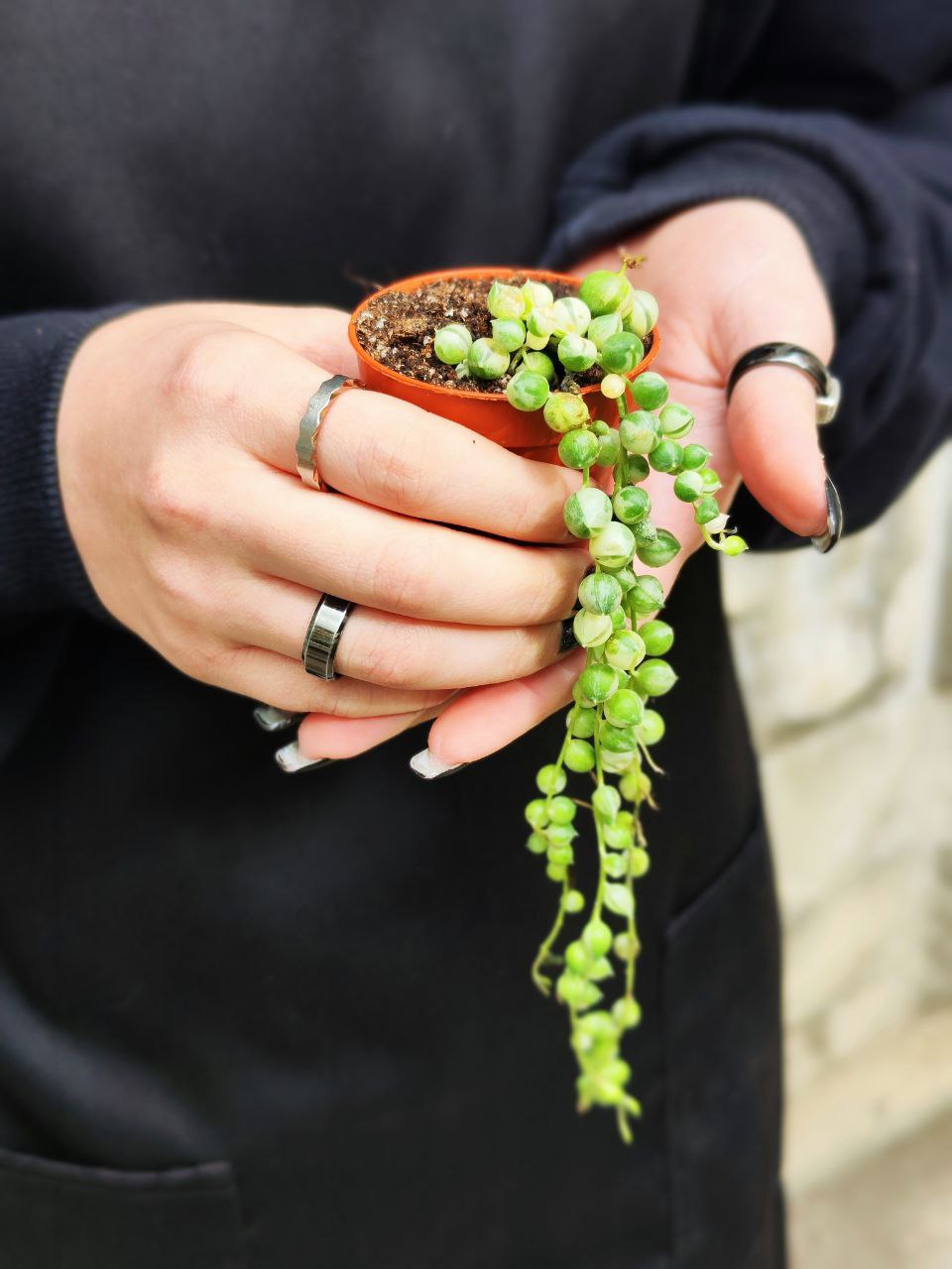 Крестовник Роули Вариегатный (Senecio Rowleyanus Variegata) D6см