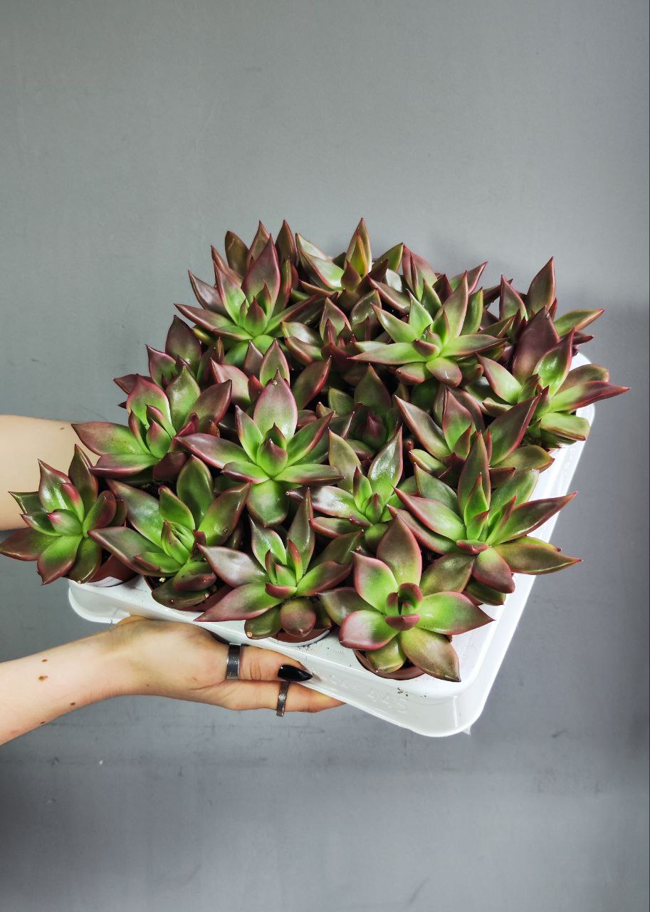 Эхеверия Марс Галакси (Echeveria Mars Galaxy) D5см