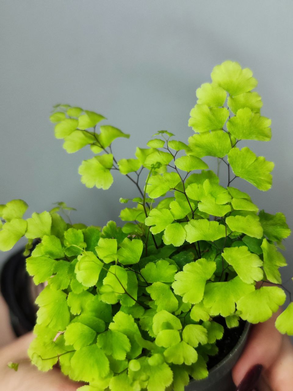Адиантум Фриц Лутц, Ажурный Папоротник (Adiantum Fritz Luthi) D6см