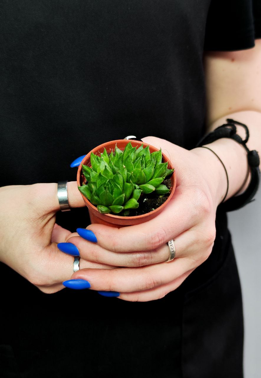 Хавортия Льдевидная Груп (Haworthia Сymbiformis Group) D5см