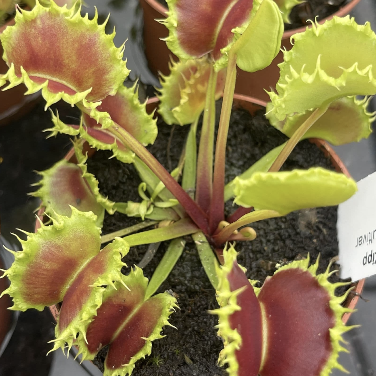 Венерина Мухоловка Зип (Dionaea Muscipula Zipp) D9см