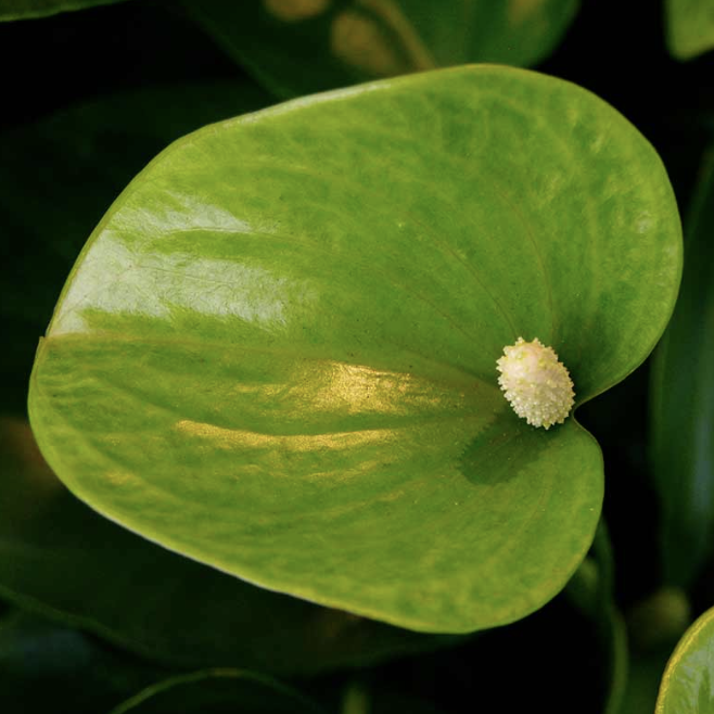 Антуриум Зелёный (Anthurium Andreanum Green) D9см