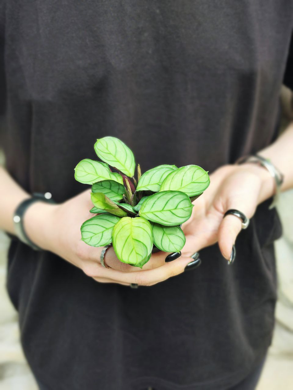 Маранта Амабилис Минт (Maranta Leuconeura Amabilis Mint) D6см