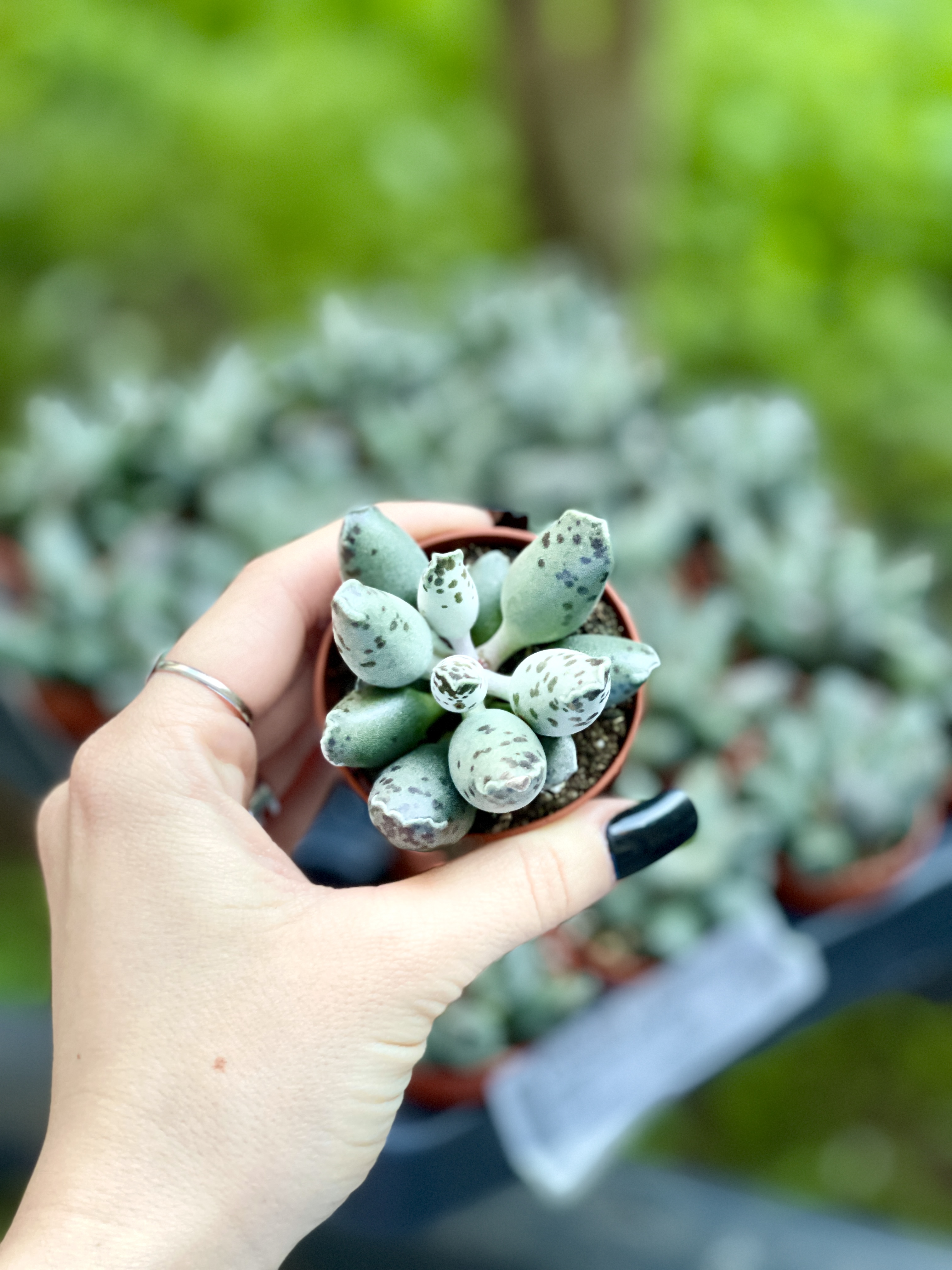 Адромискус Грей (Adromischus Grey) D5см