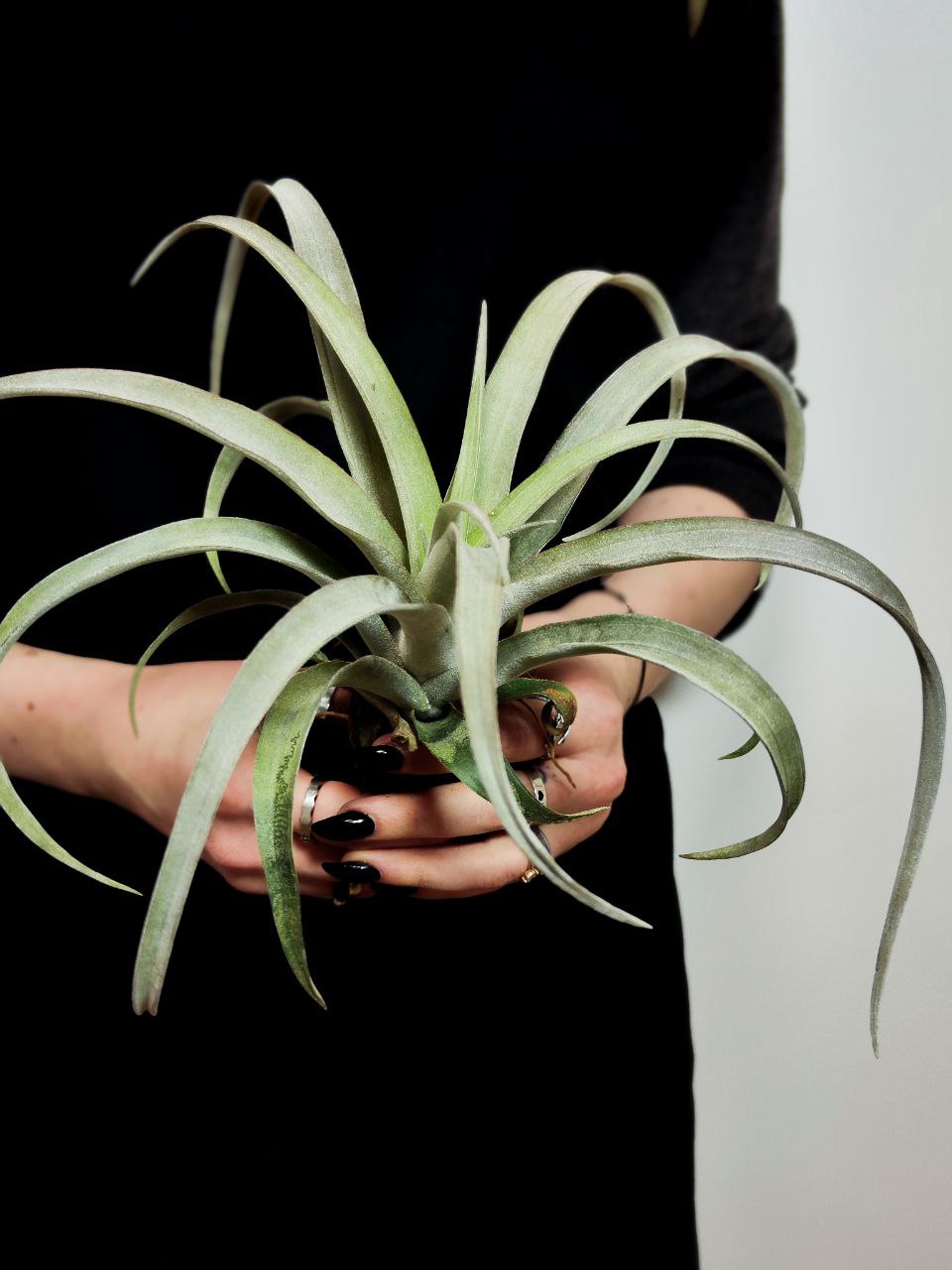 Тилландсия Кларио (Tillandsia Clario)