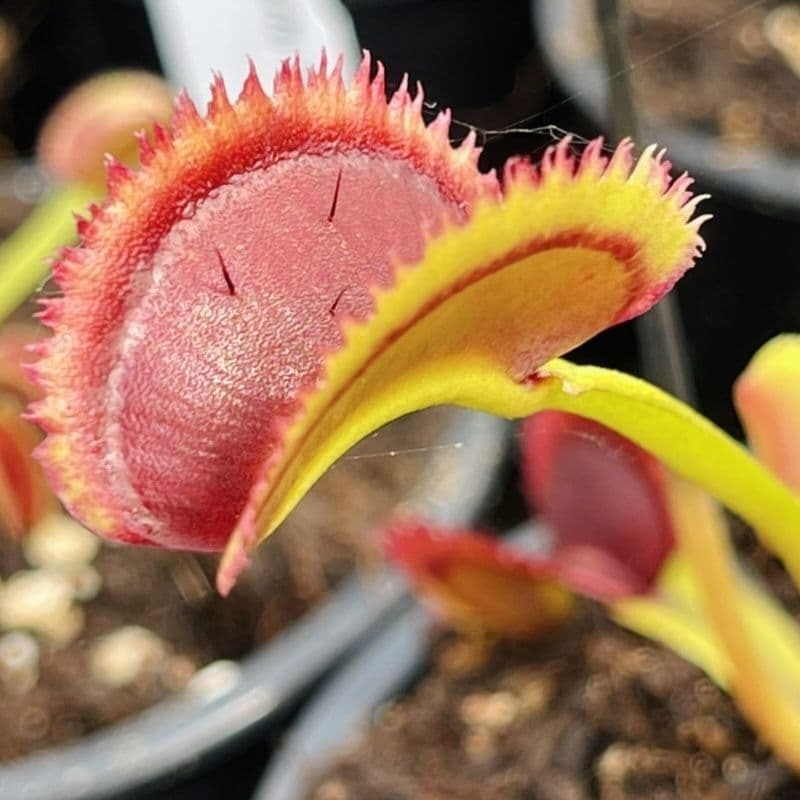Венерина Мухоловка Гигантская Пилообразнозубая (Dionaea Muscipula South West Giant x Sawtooth) D9см