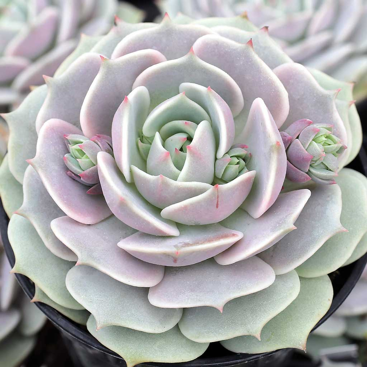 Эхеверия Лола (Echeveria Lola) D8,5см