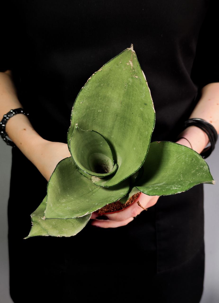 Сансевиерия Муншайн (Sansevieria Moonshine) D9см