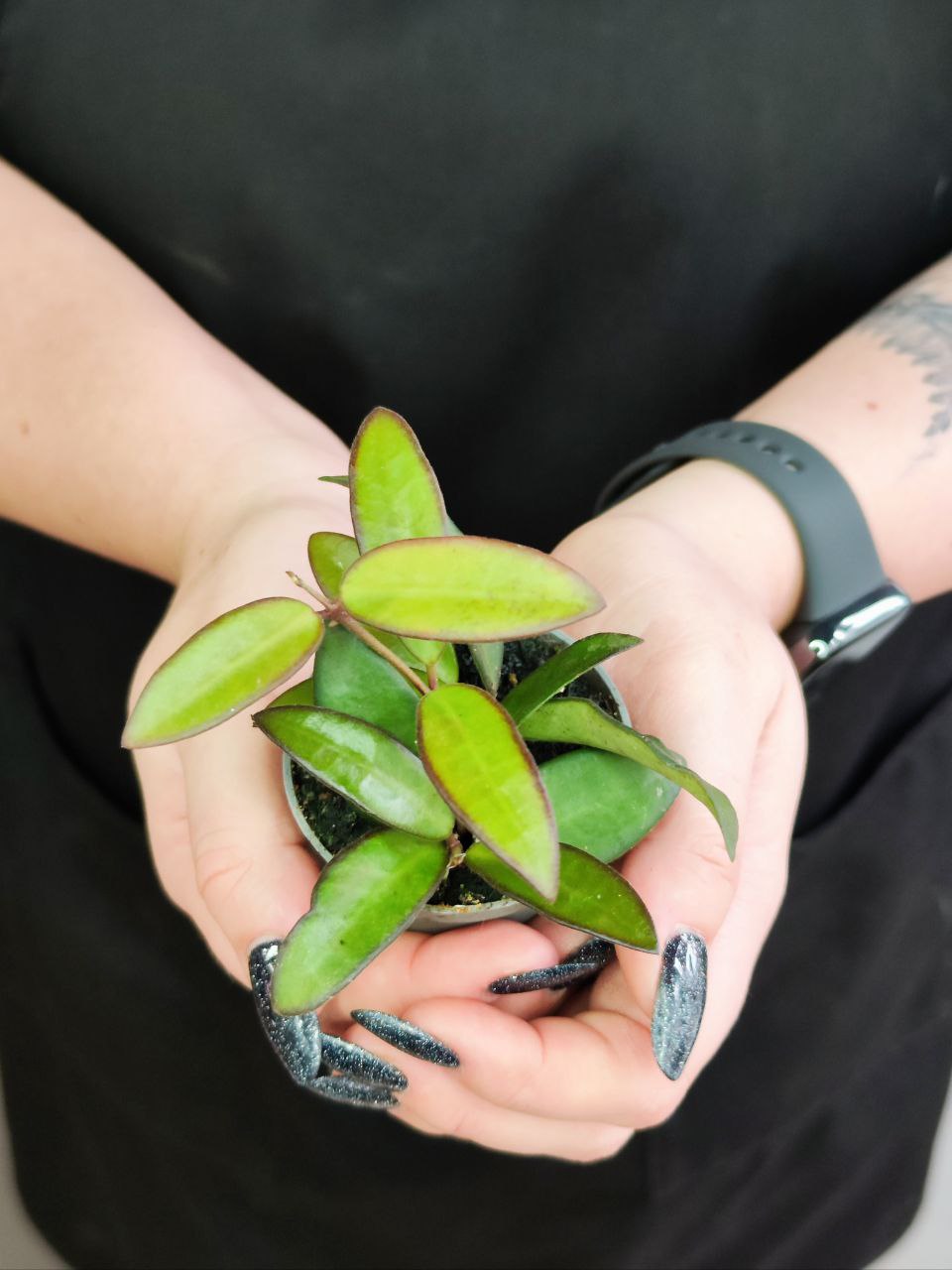 Хойя Росита (Hoya Rosita) D6см
