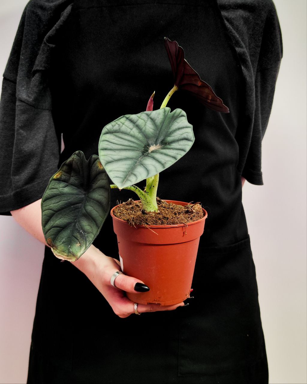 Алоказия Сильвер Небула (Alocasia Silver Nebula) D12см