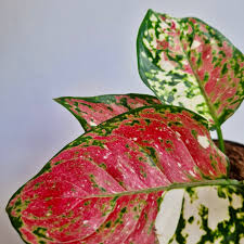 Аглаонема Анимани Триколор (Aglaonema Anyamanee Tricolor) D12см