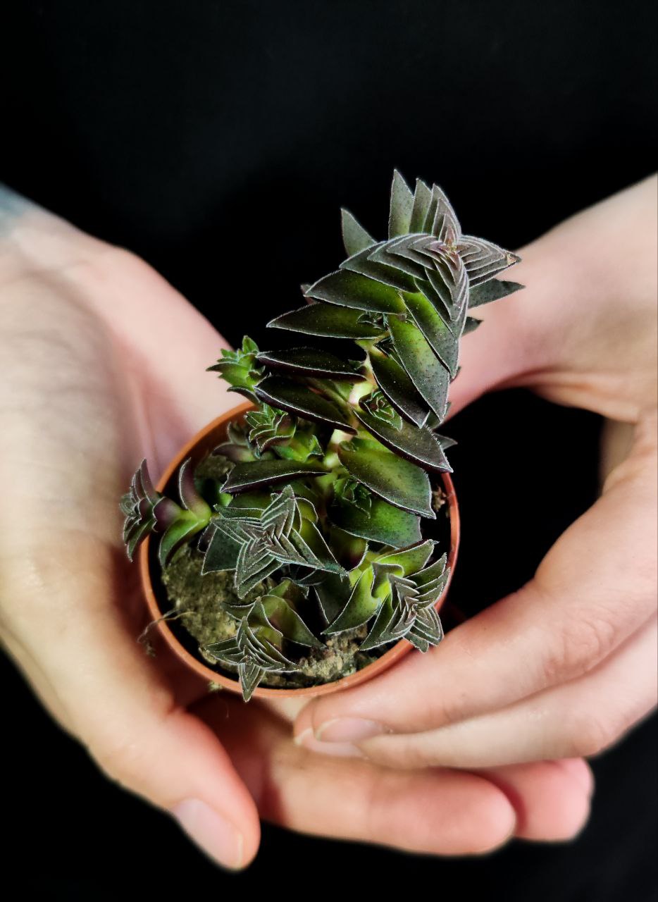 Крассула Капителла Коримбулоза (Crassula Capitella Corymbulosa) D5см