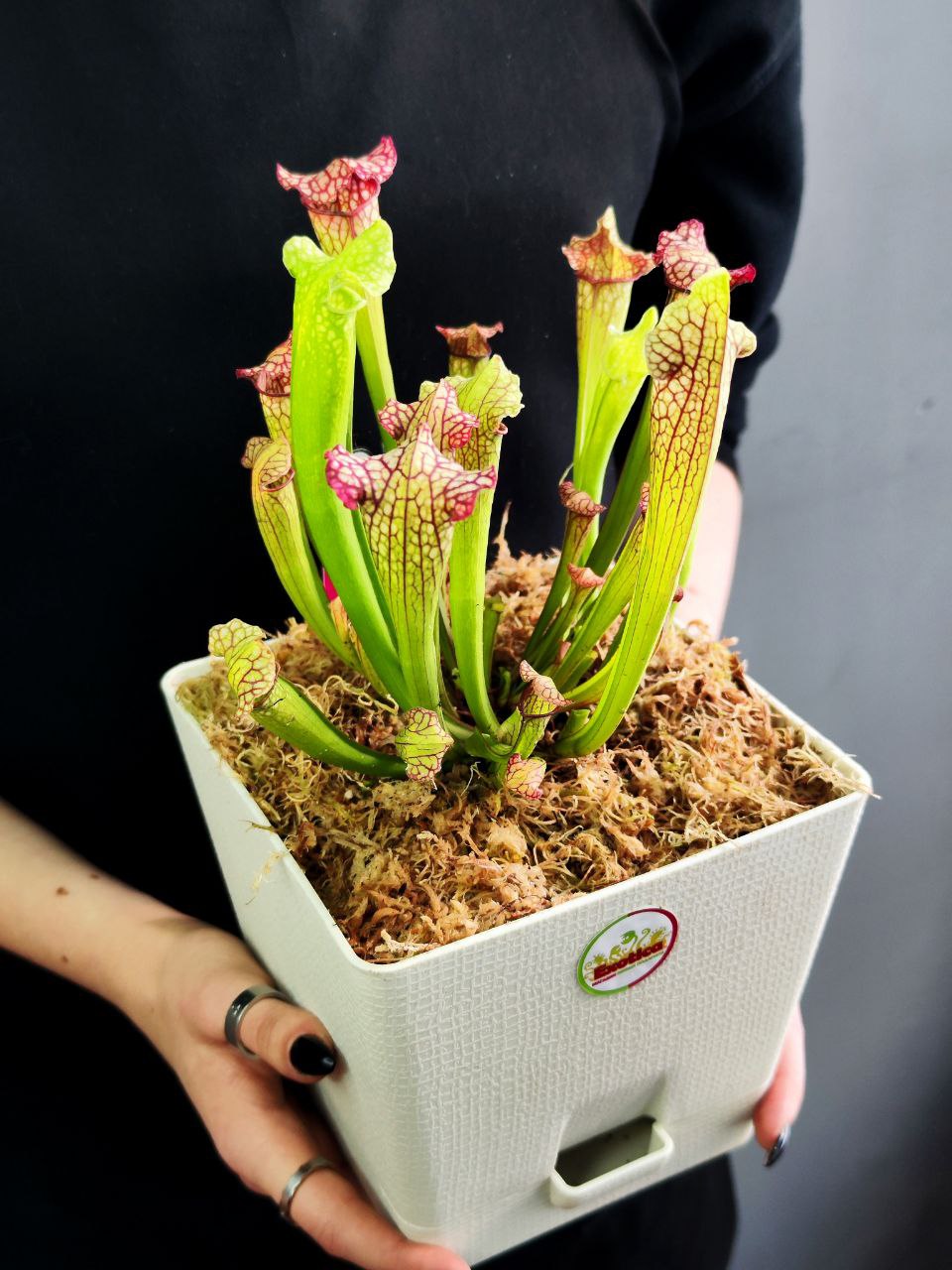 Саррацения Лейкофилла Красная (Sarracenia Leucophylla Red) пересаженная D15см
