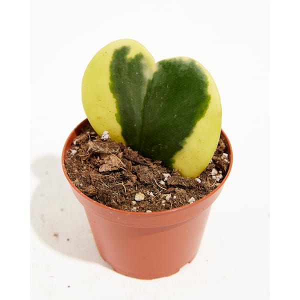 Хойя Керри Вариегатная (Hoya Kerrii Variegated) D6см