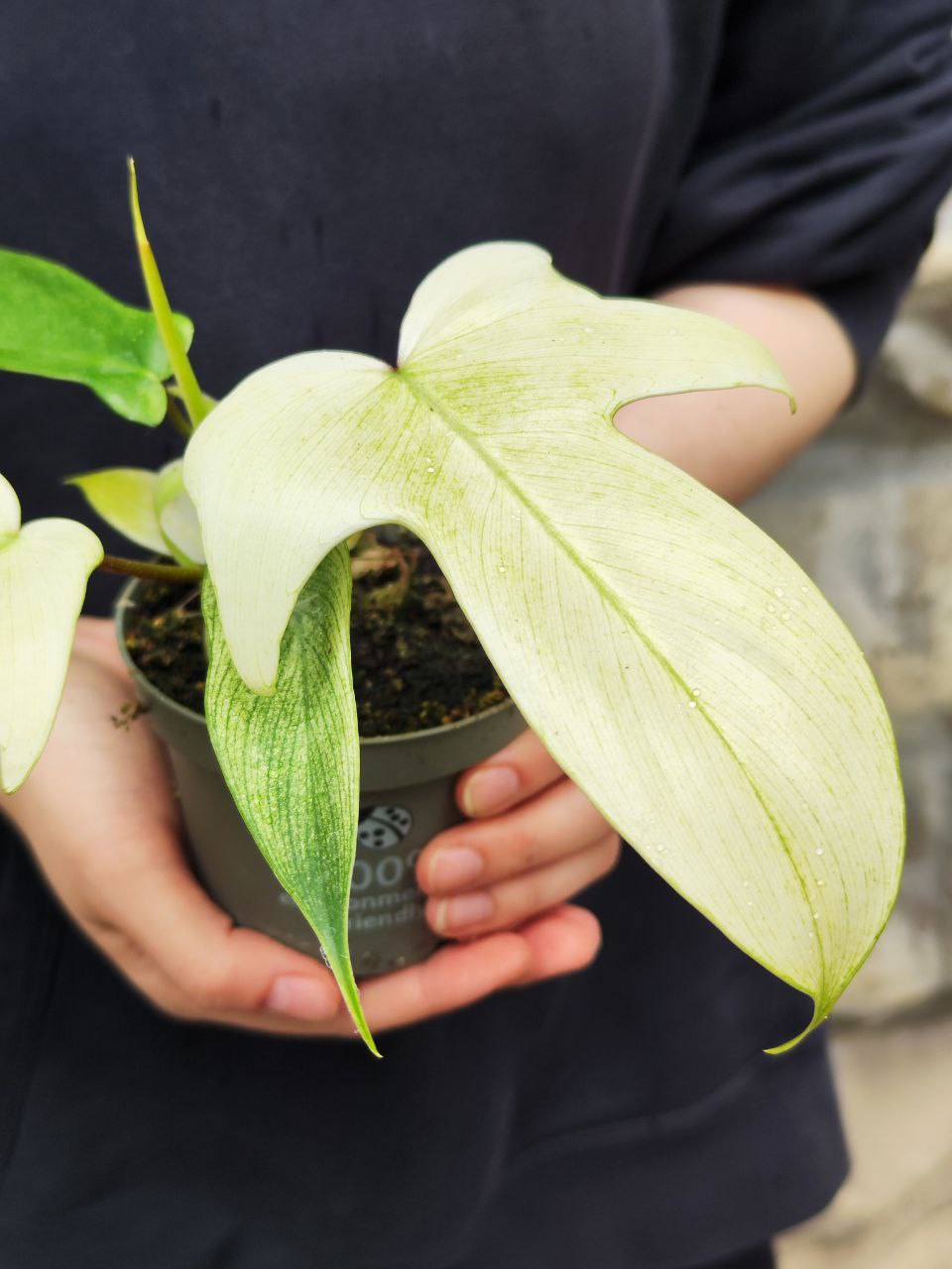 Филодендрон Флоридский Призрак Вариегатный Минт (Philodendron Florida Ghost Mint Variegated) D11см