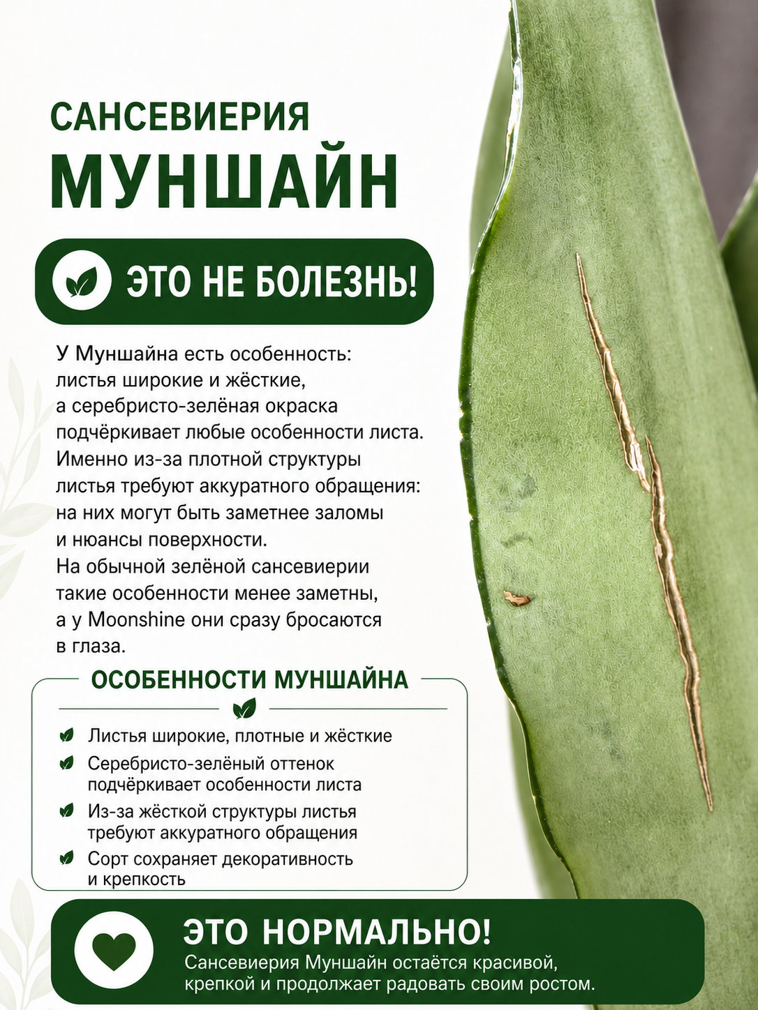 Сансевиерия Муншайн (Sansevieria Moonshine) D9см