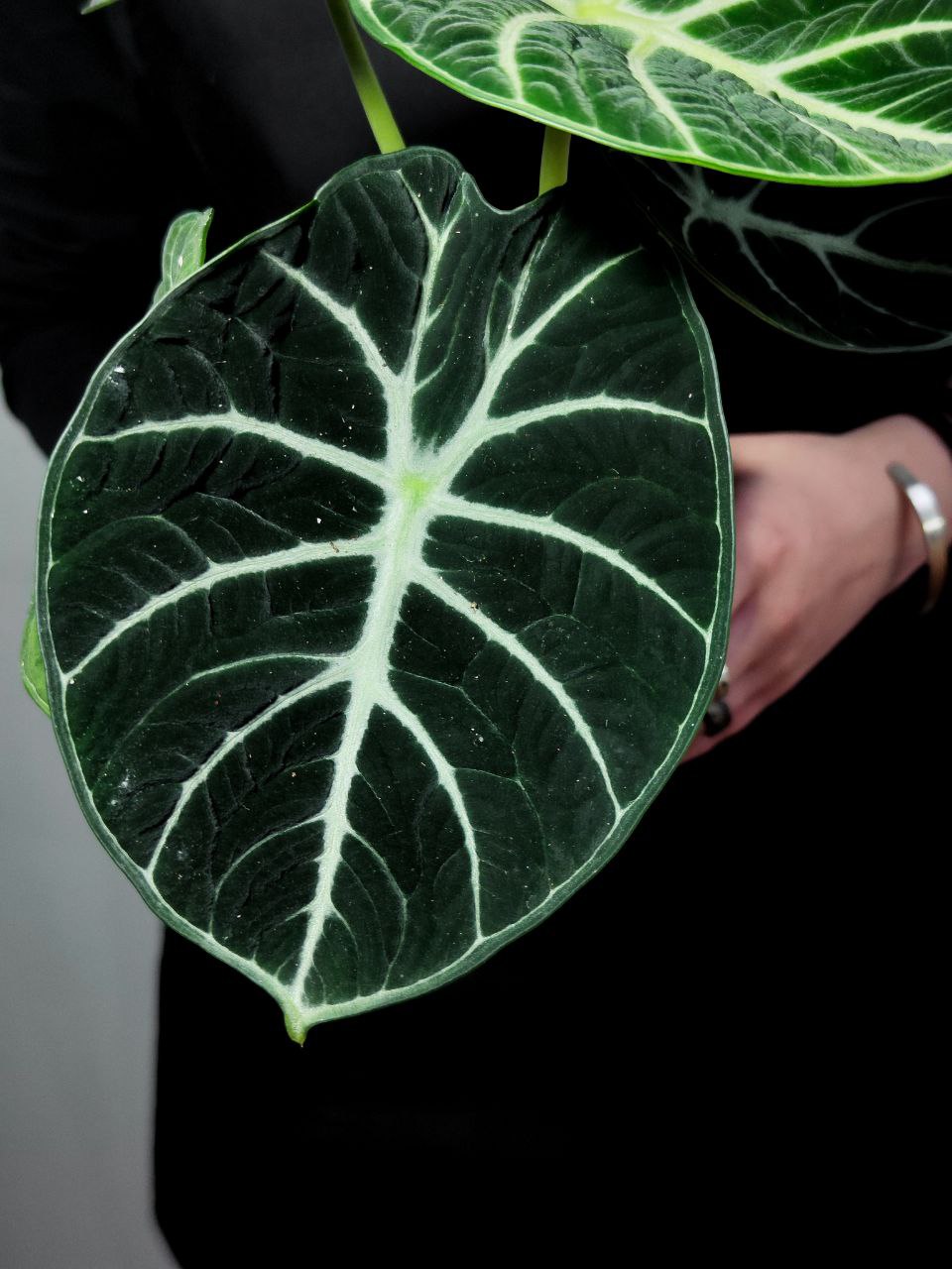Алоказия Ниндзя (Alocasia Ninja) D11см