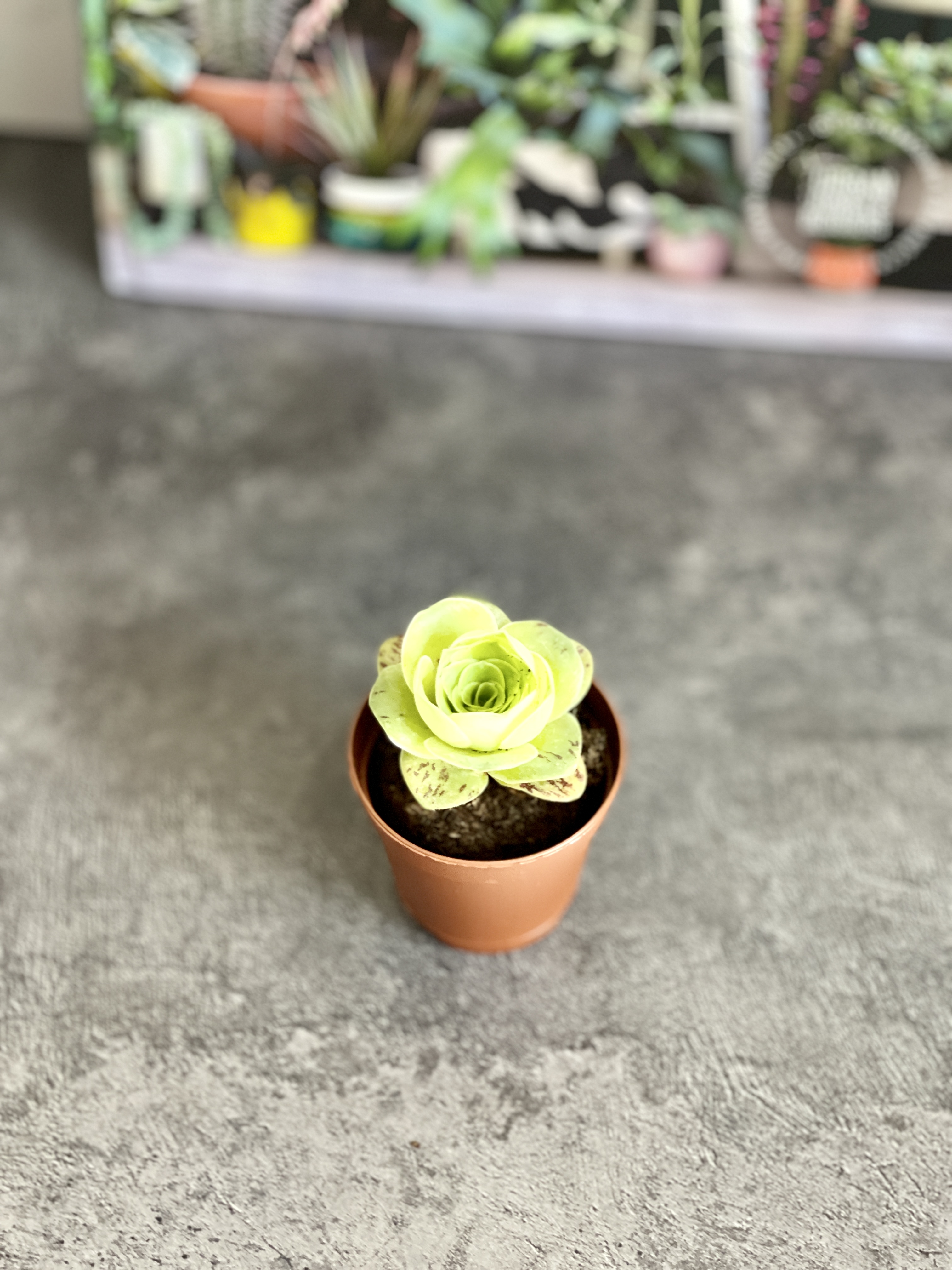 Гриновия Диплоциклум (Greenovia Diplocycla) D5см