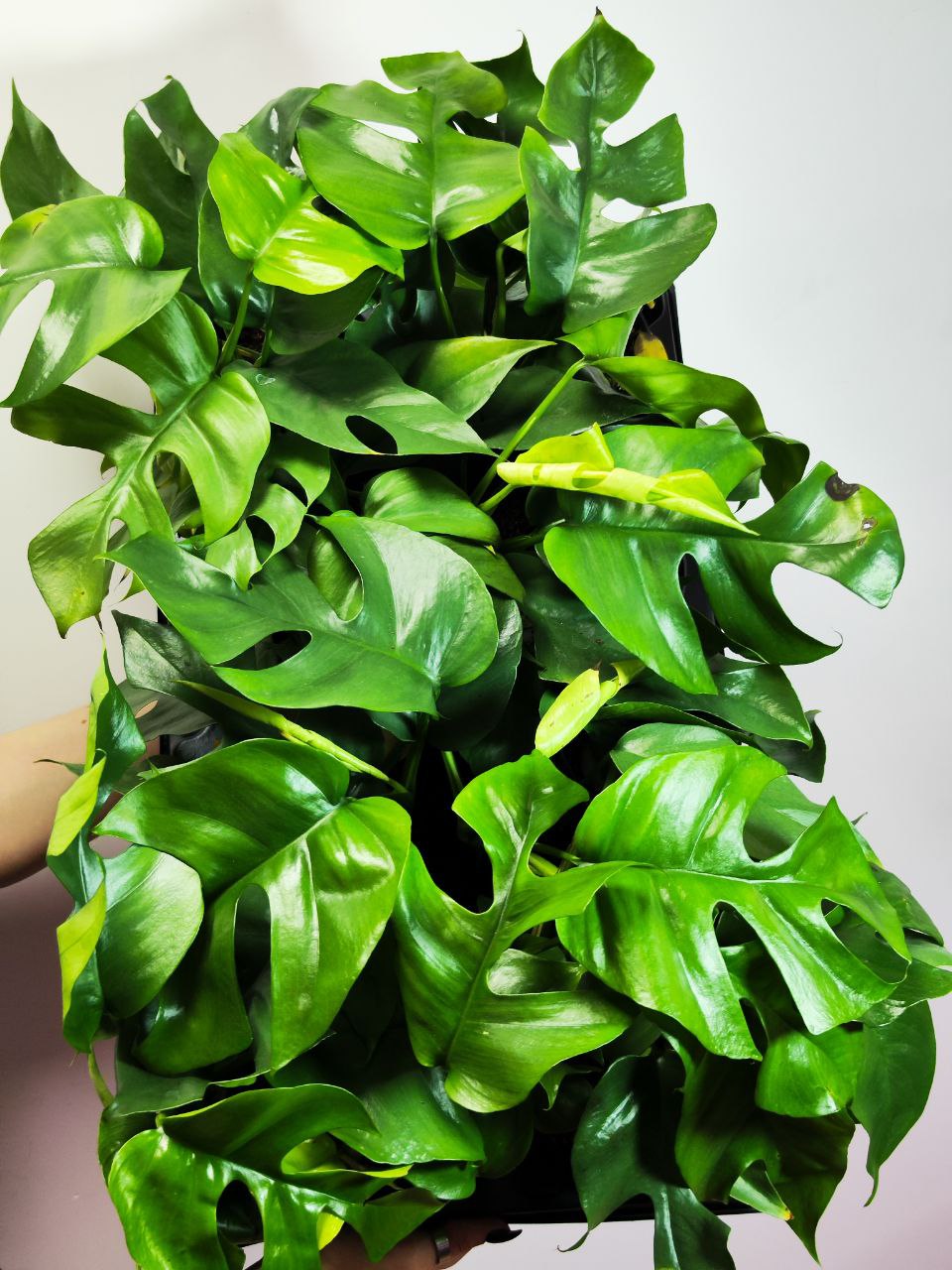 Монстера Минима (Monstera Minima) D12см