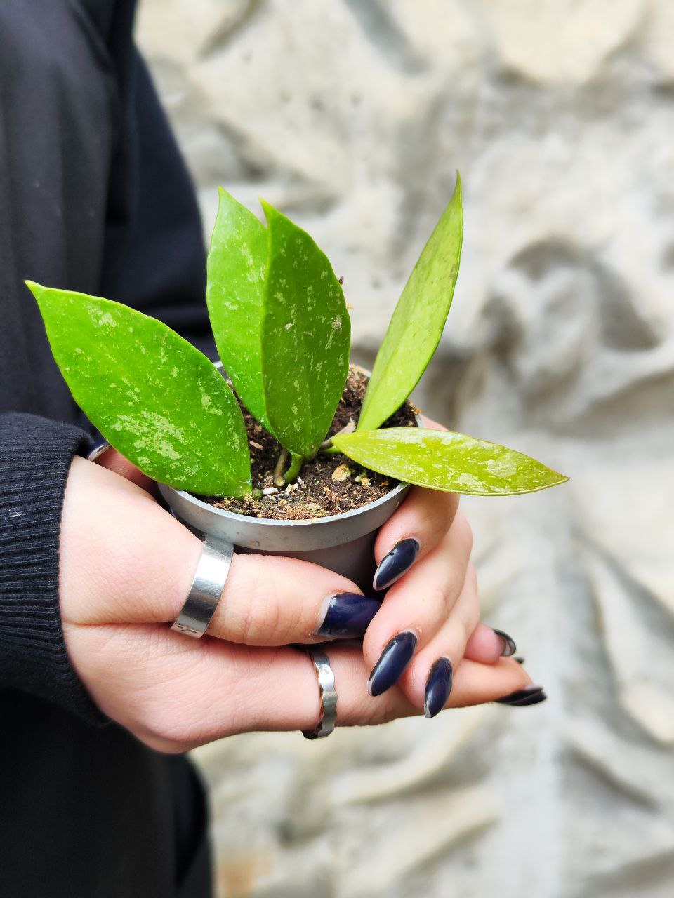 Хойя Грацилис (Hoya Gracilis) D6см