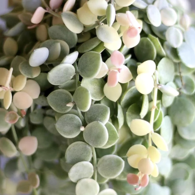 Дисхидия Нуммулария Вариегатная (Dischidia Nummularia Variegata) D8см