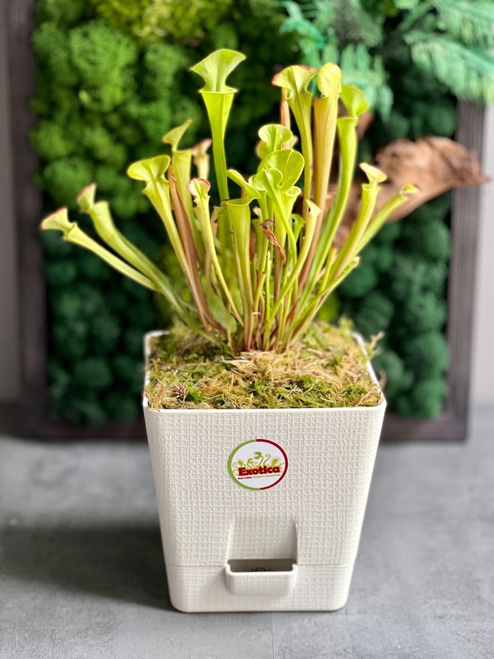 Саррацения Флава (Sarracenia Flava) пересаженная D12см